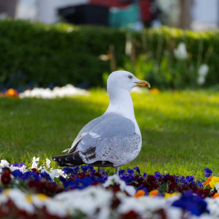 Warnemünder Möwe am Alten Strom