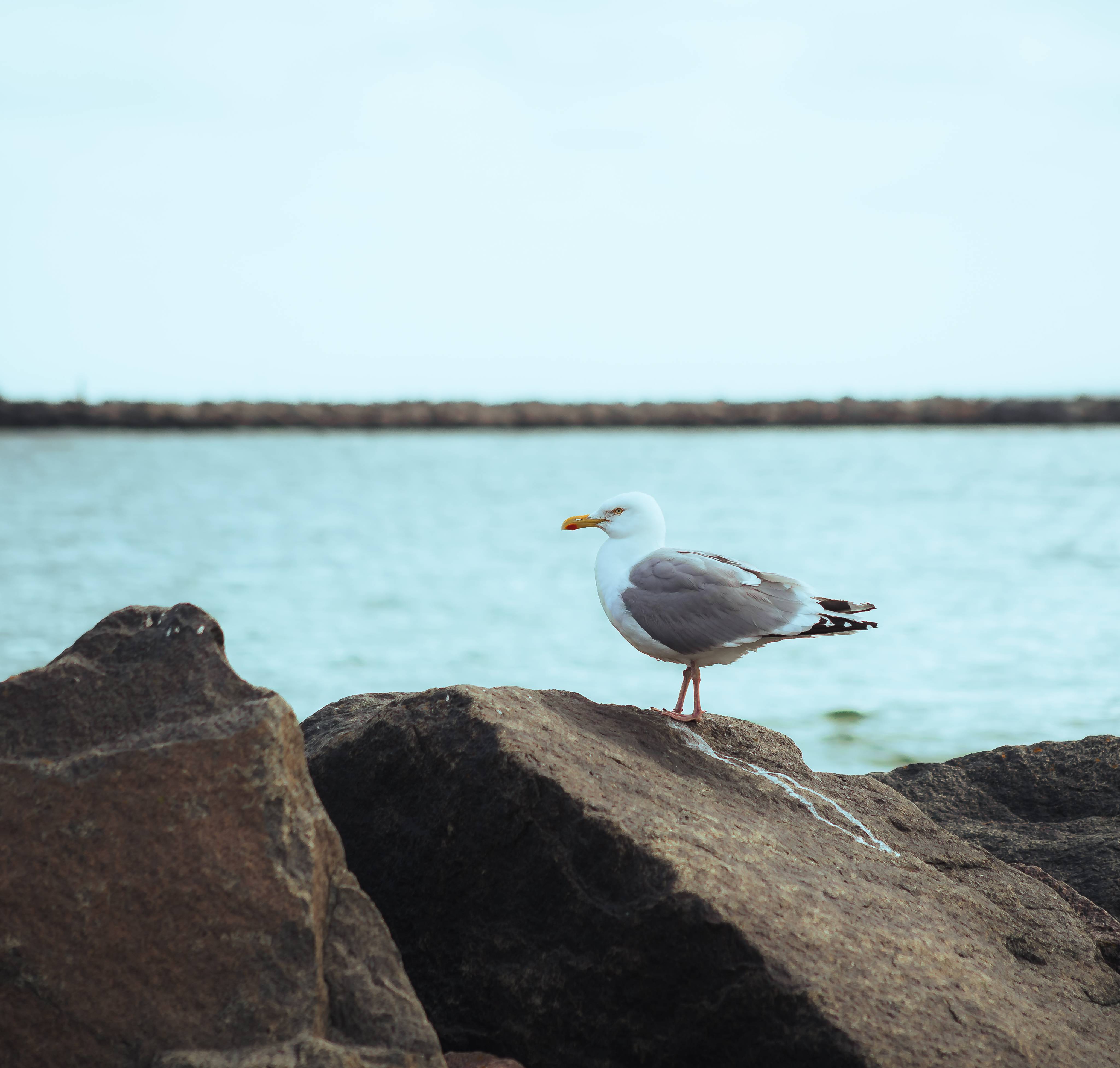 Möwe sitzt auf einem Stein und im Hintergrund ist ein roter Leuchtturm