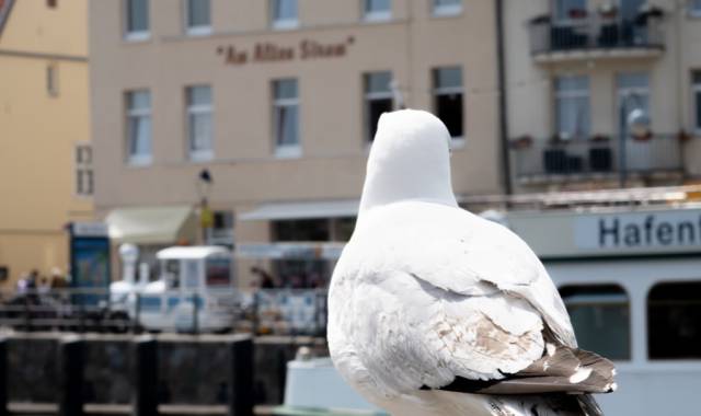 87. Warnemünder Woche 