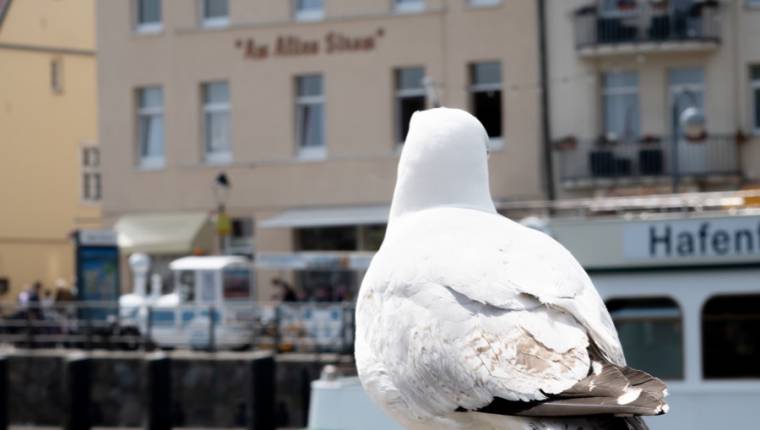 87. Warnemünder Woche  image
													