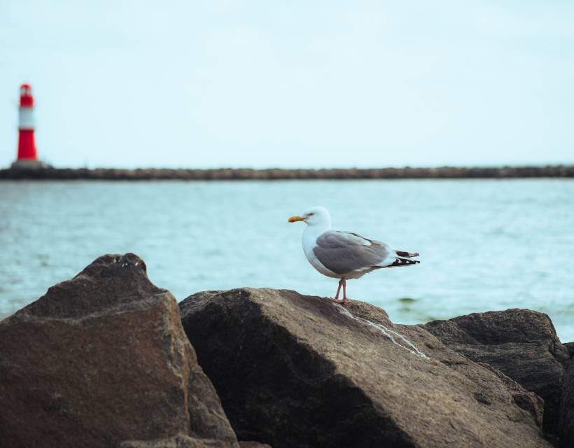 Möwe sitzt auf einem Stein und im Hintergrund ist ein roter Leuchtturm
